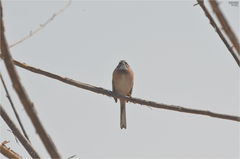 Emberiza cioides