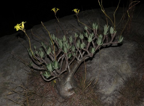 Elephant's Foot Plant (Pachypodium rosulatum)