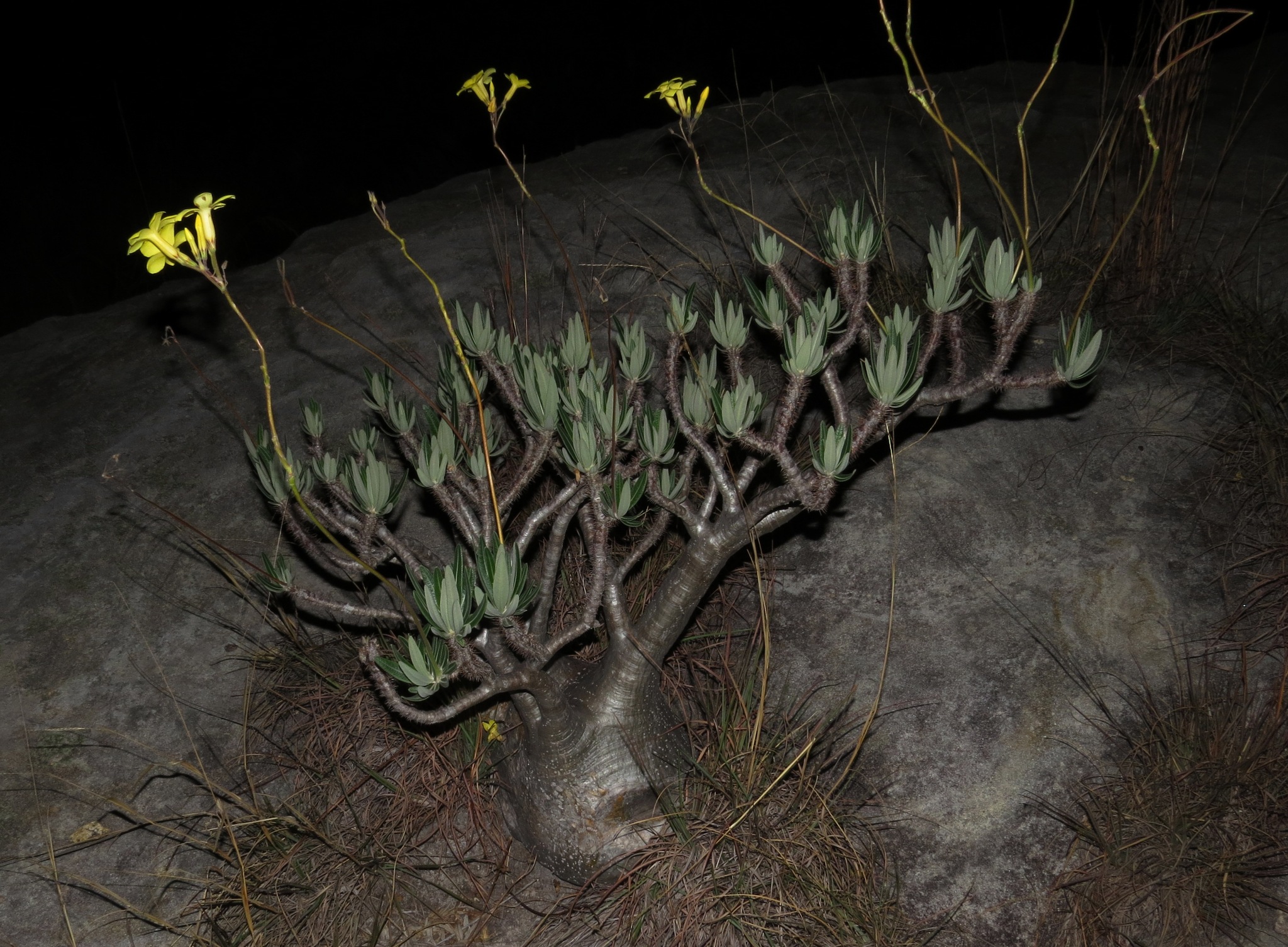 Elephant's Foot Plant (Pachypodium rosulatum)