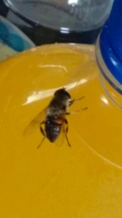 Eristalis tenax