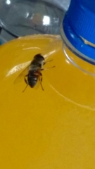 Eristalis tenax