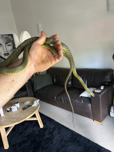 Common Tree Snake sighting