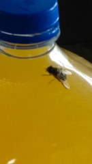 Eristalis tenax
