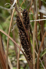 Carex petriei