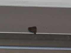 Hydrillodes nilgirialis