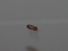 Thysanoplusia reticulata
