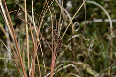 Carex petriei