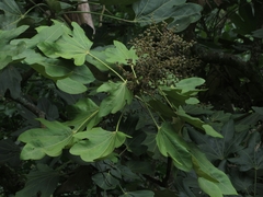 Oreopanax obtusilobus