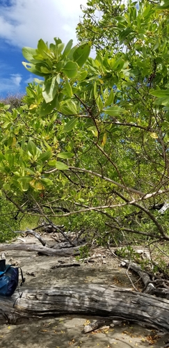 Conocarpus erectus - Flowers