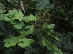 Oreopanax obtusilobus