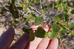 Acalypha californica