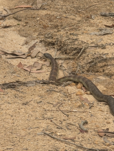 Tiger Snake sighting