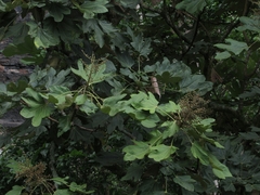 Oreopanax obtusilobus