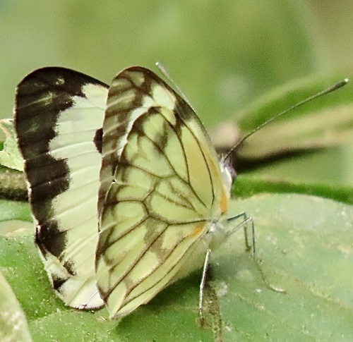 Crawshay's Caper White