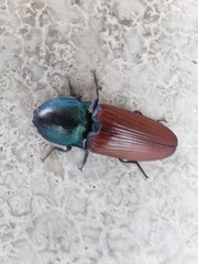 Chalcolepidius rubripennis