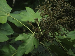 Oreopanax obtusilobus