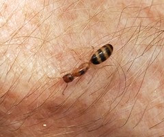 Colobopsis macrocephala