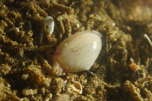 Scalpomactra scalpellum observed 2025-12-11