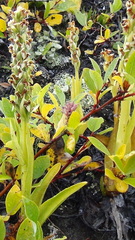 Platanthera hyperborea