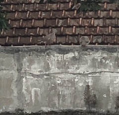 Streptopelia chinensis