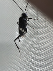 Evania appendigaster