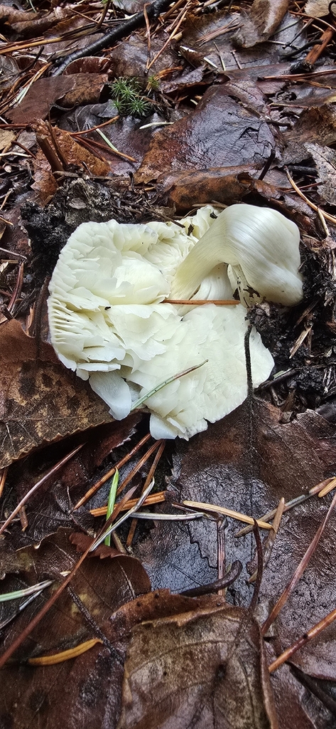 Tricholoma griseoviolaceum · December 2025 · photo: © leannestacy (iNaturalist, cc0)
