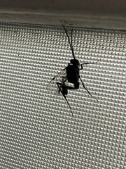 Evania appendigaster