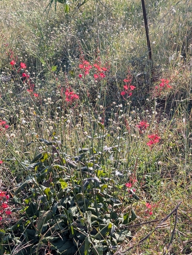 scarlet leadwort (Plumbago indica)