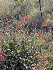 Plumbago indica