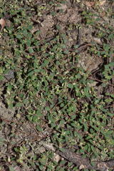 Euphorbia linguiformis
