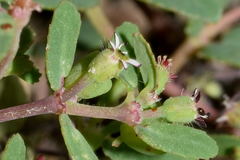 Euphorbia linguiformis