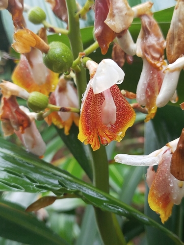Alpinia mutica, photograph 4