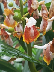 Alpinia mutica, photograph (c) Ben Costamagna, some rights reserved (CC BY)