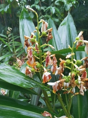 Alpinia mutica, photograph (c) Ben Costamagna, some rights reserved (CC BY)