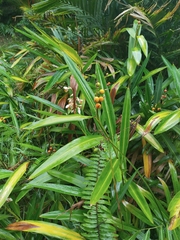 Alpinia mutica, photograph (c) Ben Costamagna, some rights reserved (CC BY)