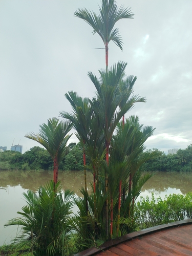 Cyrtostachys renda