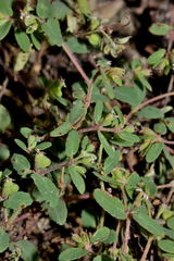 Euphorbia linguiformis