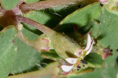 Euphorbia linguiformis