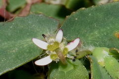 Euphorbia linguiformis