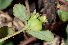 Euphorbia linguiformis
