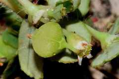 Euphorbia linguiformis