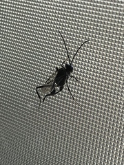 Evania appendigaster