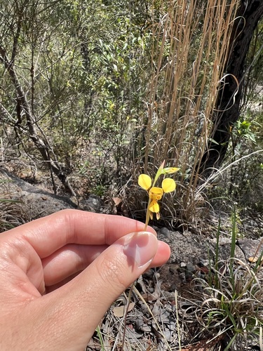 Golden donkey orchid (Diuris aurea)