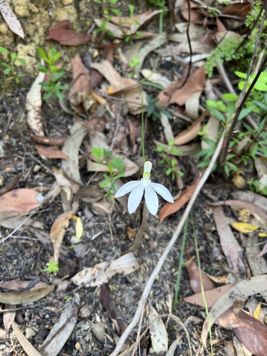 Lady Fingers (Caladenia catenata)