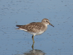 Calidris minutilla