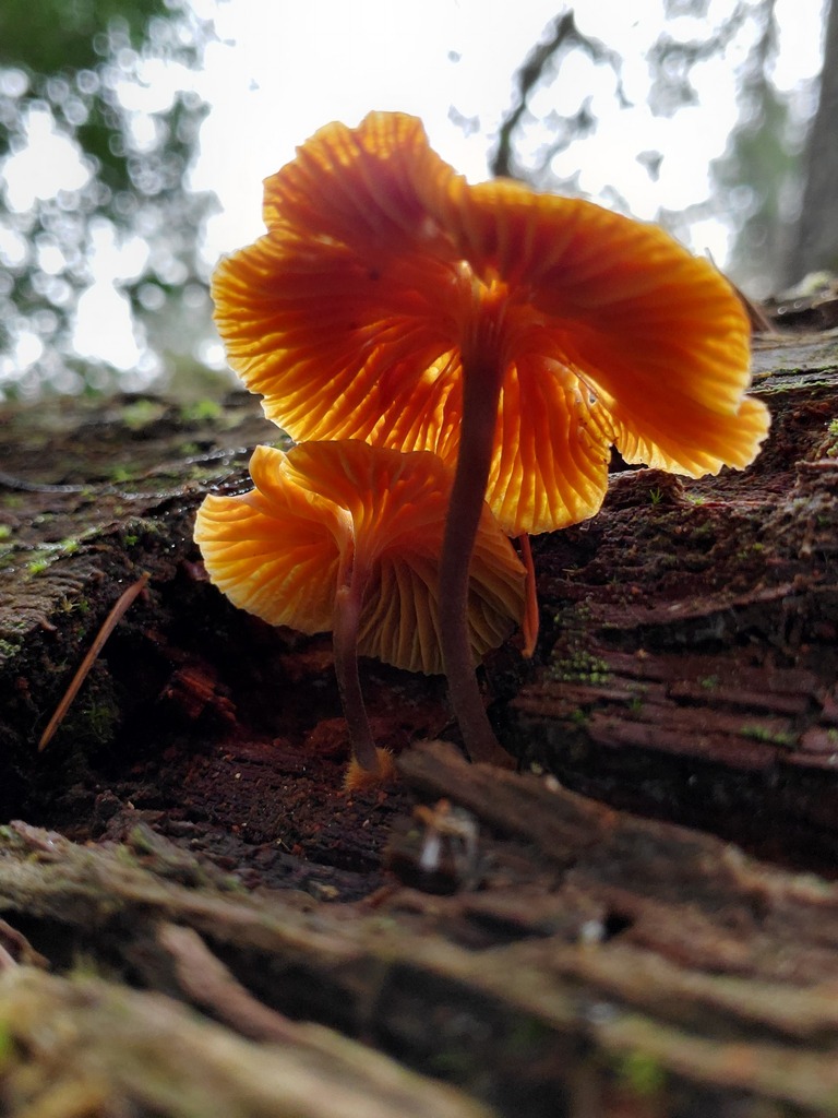 Xeromphalina campanella · December 2025 · photo: © arlenedevitt (iNaturalist, cc-by)