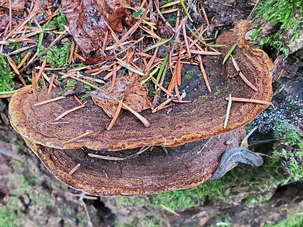 Porodaedalea pini · December 2025 · photo: © arlenedevitt (iNaturalist, cc-by)