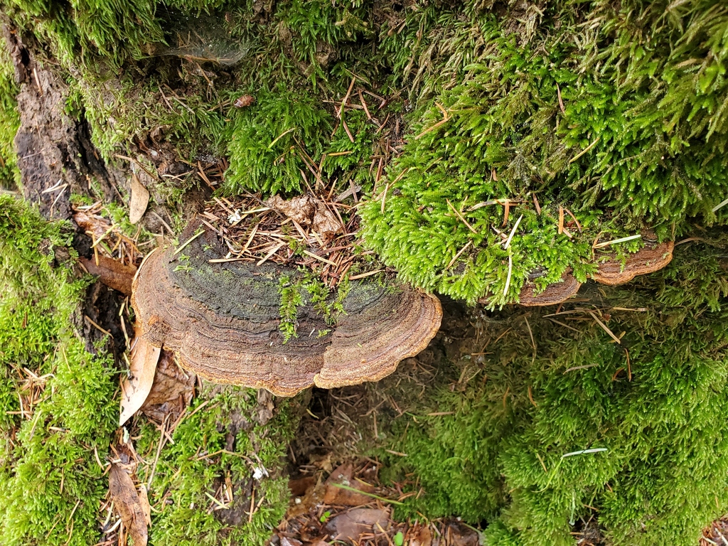 Porodaedalea pini · December 2025 · photo: © arlenedevitt (iNaturalist, cc-by)