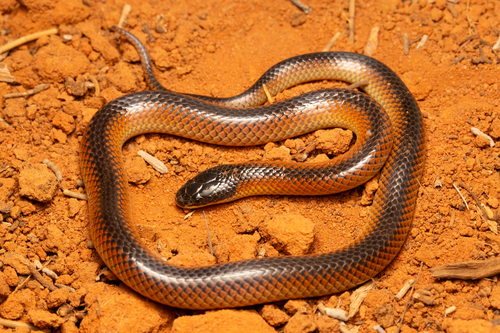 Black-naped Hooded Snake sighting