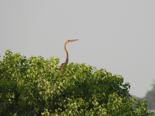 Purple Heron